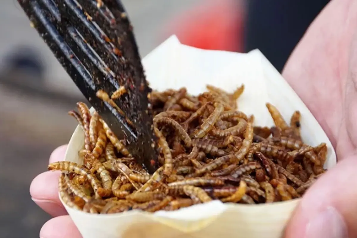 Kennzeichnungspflicht für Lebensmittel auf Insektenbasis